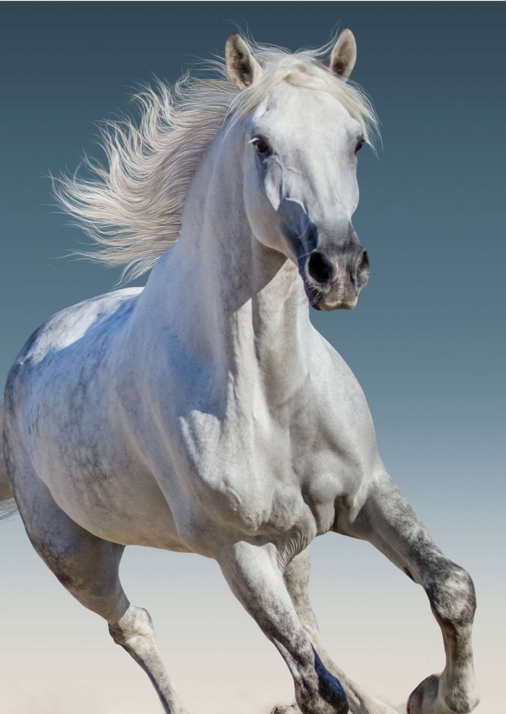 BRM008892 Horses fliistekk 100x140cm - Image 1
